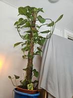 kamerplant-epipremnum pinnatum aureum op mosstok, Huis en Inrichting, Kamerplanten, Ophalen, 100 tot 150 cm, Overige soorten, Halfschaduw