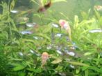 GUPPEN EN DIV JONGE ALGENETERS GUPPEN VAN KLEIN TOT GROOT, Dieren en Toebehoren, Vissen | Aquariumvissen, Vis, Zoetwatervis