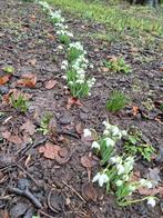 Dubbele Sneeuwklokjes - 100 bolletjes €50.00, Ophalen of Verzenden, Voorjaar, Halfschaduw, Bloembol