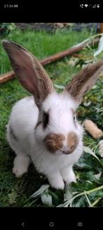 Jonge vlaamse reus x lotharinger konijnen, Meerdere dieren, Overige soorten
