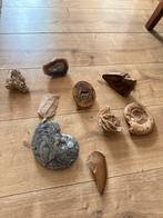 Unieke verzameling fossielen, mineralen en kristallen, Verzamelen, Ophalen of Verzenden, Mineraal