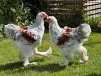 (Blauw) Zalm brahma hanen te koop, Dieren en Toebehoren, Pluimvee, Mannelijk, Kip