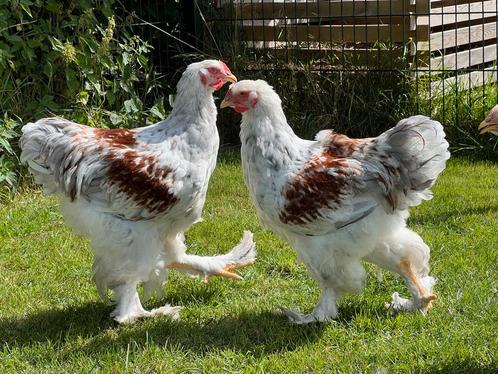 (Blauw) Zalm brahma hanen te koop, Dieren en Toebehoren, Pluimvee, Kip, Mannelijk