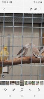 Valkparkieten jongen, Dieren en Toebehoren, Meerdere dieren, Parkiet