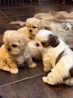 Lhasa apso pups, België, Overige rassen, CDV (hondenziekte), 8 tot 15 weken