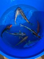 Koi mix, Dieren en Toebehoren, Karper of Koi