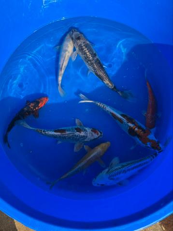 Koi mix beschikbaar voor biedingen