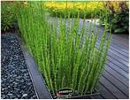 Japanse holpijp. Equisetum. Volle planten., Vaste plant, Ophalen of Verzenden, Halfschaduw, Zomer