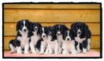 Vrolijke Friese Stabij x Border Collie pups zoeken baasje, Dieren en Toebehoren, 8 tot 15 weken, Collie, CDV (hondenziekte), Meerdere