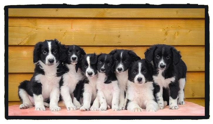 Vrolijke Friese Stabij x Border Collie pups zoeken baasje, Dieren en Toebehoren, Honden | Herdershonden en Veedrijvers, Meerdere dieren