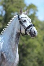 Leuke allround D pony, Dieren en Toebehoren, Pony's, Merrie, B, Springpony, 3 tot 6 jaar