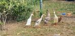 Mooie loopeenden, Dieren en Toebehoren, Meerdere dieren, Eend