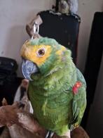Prachtige, super tamme blauwvoorhoofd amazone man 38 jaar, Mannelijk, Papegaai, Pratend