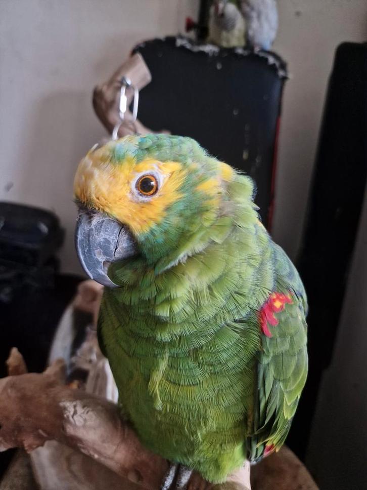 Prachtige, super tamme blauwvoorhoofd amazone man 38 jaar, Dieren en Toebehoren, Vogels | Parkieten en Papegaaien, Papegaai, Mannelijk