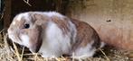 Mini lop ram 7 maanden, Dieren en Toebehoren, Konijnen, Mannelijk, Klein, 0 tot 2 jaar