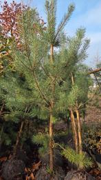 Pinus sylvestris, Tuin en Terras, Planten | Bomen, Ophalen of Verzenden, Volle zon, Overige soorten