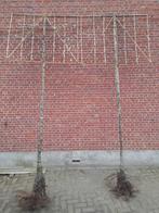 Sierpeer leiboom Pyrus calleryana chanticleer, Tuin en Terras, Ophalen, Volle zon, Overige soorten