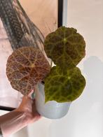 Begonia Goegoensis, Overige soorten, In pot, Minder dan 100 cm, Groene kamerplant