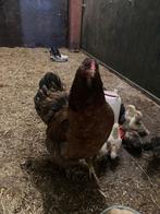 Kip barnevelser x brahma met 15 kuikens, Dieren en Toebehoren, Pluimvee, Meerdere dieren, Kip