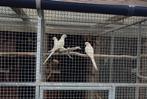Princes van wales, Dieren en Toebehoren, Vogels | Parkieten en Papegaaien, Meerdere dieren, Parkiet