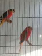 Mooie koppels turquosine en splendid, Meerdere dieren, Parkiet, Geringd