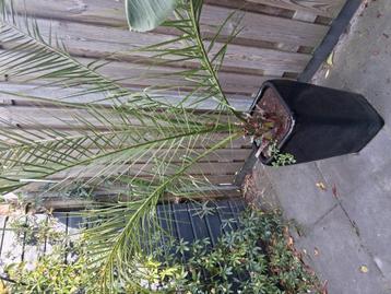 palm beschikbaar voor biedingen