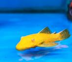 Algeneter, opruimer (dwerg pleco) Ancistrus GEEL, Dieren en Toebehoren, Vis
