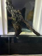 Uniek stuk kienhout, Dieren en Toebehoren, Vissen | Aquaria en Toebehoren, Ophalen, Gebruikt, Plant(en), Steen of Hout