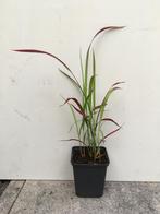 Mooie vaste planten + 2 grote Rhodos alles in 1 koop, Tuin en Terras, Planten | Tuinplanten, Ophalen, Vaste plant, Siergrassen