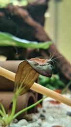 Garnalen, Dieren en Toebehoren, Kreeft, Krab of Garnaal