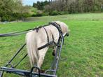 Menpony+menwagen+ tuig, Dieren en Toebehoren, Pony's, Gechipt, Merrie, 7 tot 10 jaar, Recreatiepony