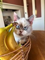 Britse korthaarkittens, Dieren en Toebehoren, Katten en Kittens | Raskatten | Korthaar, Ontwormd