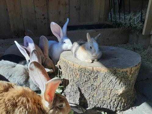 Dwerg konijntje, Dieren en Toebehoren, Konijnen, Dwerg, Vrouwelijk