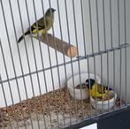 Zwartkop sijsjes, Dieren en Toebehoren, Meerdere dieren