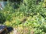 Vijverbakken en planten  spullen zijn op te halen in höngen, Tuin en Terras, Ophalen of Verzenden, Gebruikt