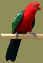 australische konings parkiet, Dieren en Toebehoren, Vogels | Parkieten en Papegaaien, Meerdere dieren, Parkiet, Pratend