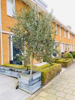 Olijvenboom, Tuin en Terras, Planten | Bomen, Ophalen, Volle zon, Olijfboom, 100 tot 250 cm