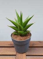 Sansevieria Temple crown | Ø12cm H25cm, Ophalen of Verzenden, Overige soorten, Minder dan 100 cm