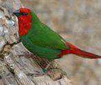 Gezocht roodkoppapegaaiamedines, Dieren en Toebehoren, Vogels | Overige Vogels, Meerdere dieren, Tropenvogel