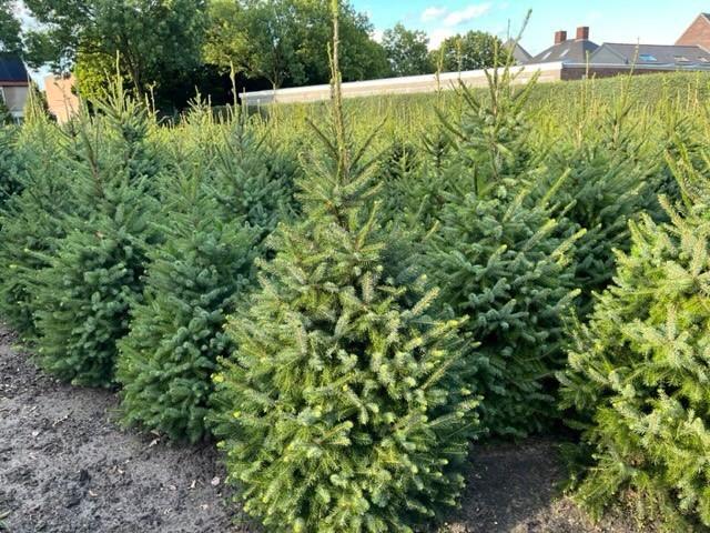 Kerstbomen Picea Omorika diverse maten, Tuin en Terras, Planten | Bomen, Overige soorten, Minder dan 100 cm, Volle zon, Ophalen