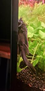 Twee Bristlenose., Dieren en Toebehoren, Vissen | Aquariumvissen, Vis, Zoetwatervis