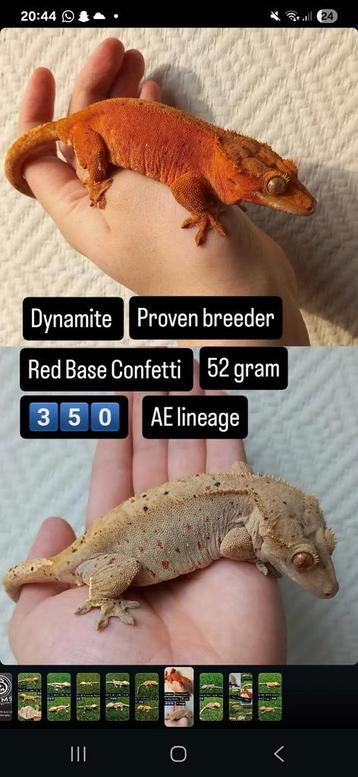 0.1 confetti wimpergekko (Dynamite ) 2021 (Houten mogelijk) beschikbaar voor biedingen