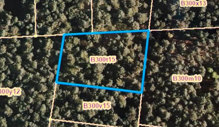 Bosgrond te koop Dilsen Stokkem België, Tuin en Terras, Planten | Bomen, Overige soorten, Volle zon, Ophalen of Verzenden