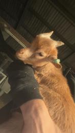 Dwerg geiten, Dieren en Toebehoren, Schapen, Geiten en Varkens, Mannelijk, Geit, 0 tot 2 jaar