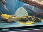 Hypostomus luteus phase lll, Vis
