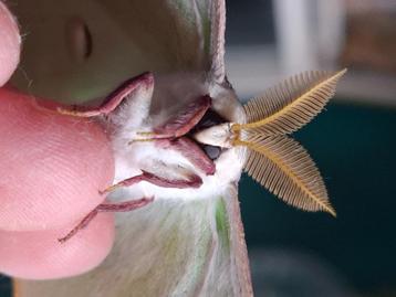 Eitjes Luna moth ( Actias Luna) beschikbaar voor biedingen