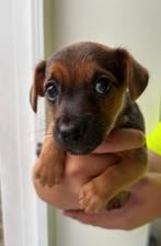 Jack russell pups, Jack Russell Terriër, 8 tot 15 weken, Meerdere dieren, Eén hond