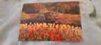 kaart Keukenhof - Lisse - Zuid-Holland - 1981, Ophalen of Verzenden, 1980 tot heden, Gelopen, Zuid-Holland