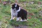 Lieve vrolijke Sheltie pup teefje, Dieren en Toebehoren, Honden | Herdershonden en Veedrijvers, Sheepdog, Nederland, CDV (hondenziekte)