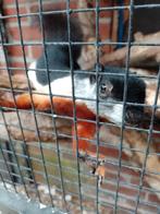 Eekhoorns Prevost prevosti, Dieren en Toebehoren, Knaagdieren, Juli, Meerdere dieren, Tam